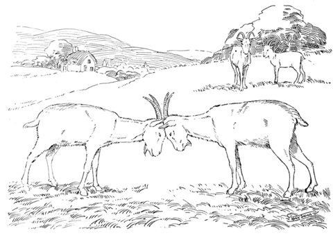 Goats Butting Each Other Coloring Page